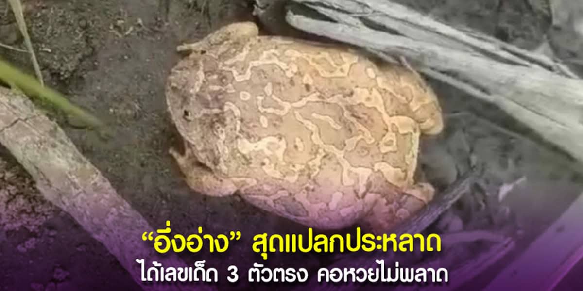 รีบจับส่องเลขเด็ด “อึ่งอ่างสุดแปลก” บอกเลขเด็ด ก่อนปล่อยสู่คืนธรรมชาติ