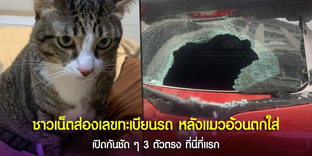 แมวตกใส่กระจกหลังรถแตกทั้งบาน