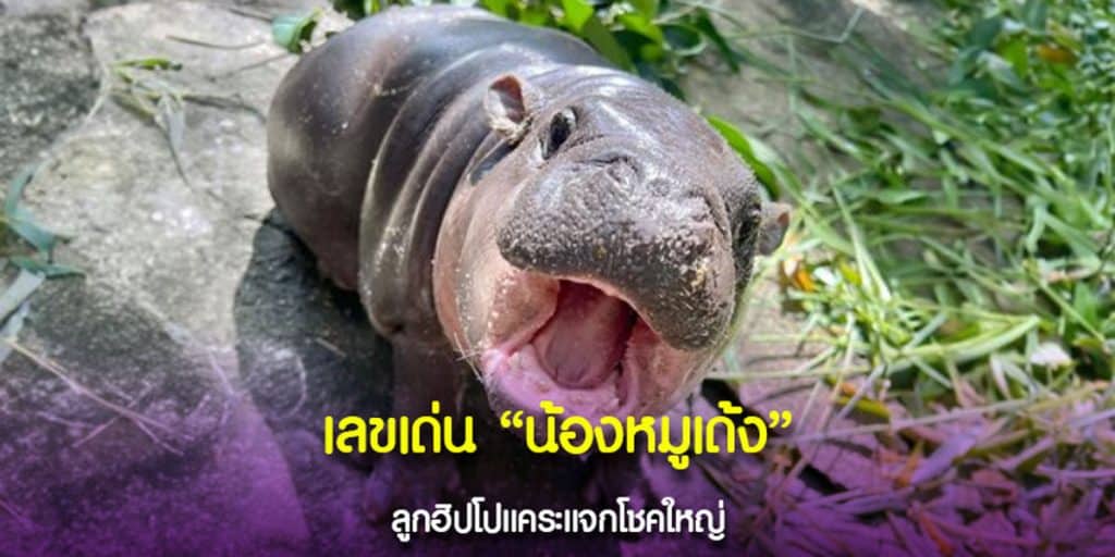 เลขแม่นน้องหมูเด้ง