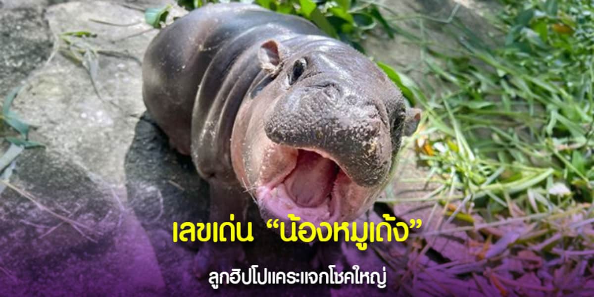 เลขแม่นน้องหมูเด้ง