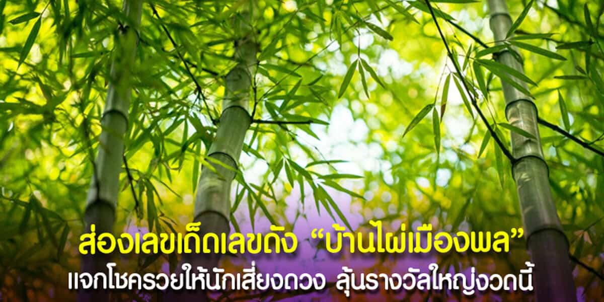 แจกให้คอหวยได้ดูเน้น ๆ บ้านไผ่เมืองพล