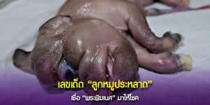 เชิญติดตาม “เลขสวย” จาก “ลูกหมูประหลาด”
