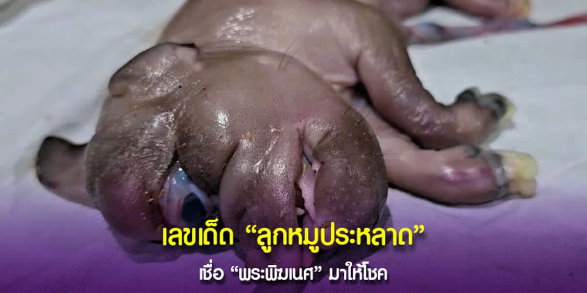 เชิญติดตาม “เลขสวย” จาก “ลูกหมูประหลาด”