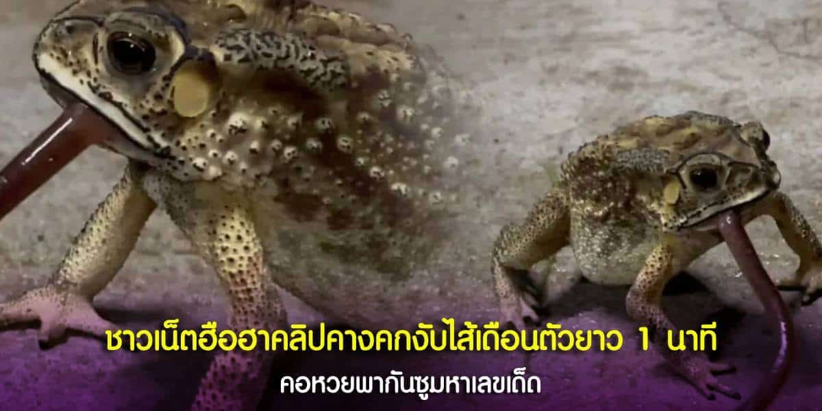 คลิปคางคกงับไส้เดือนตัวยาว 1 นาที